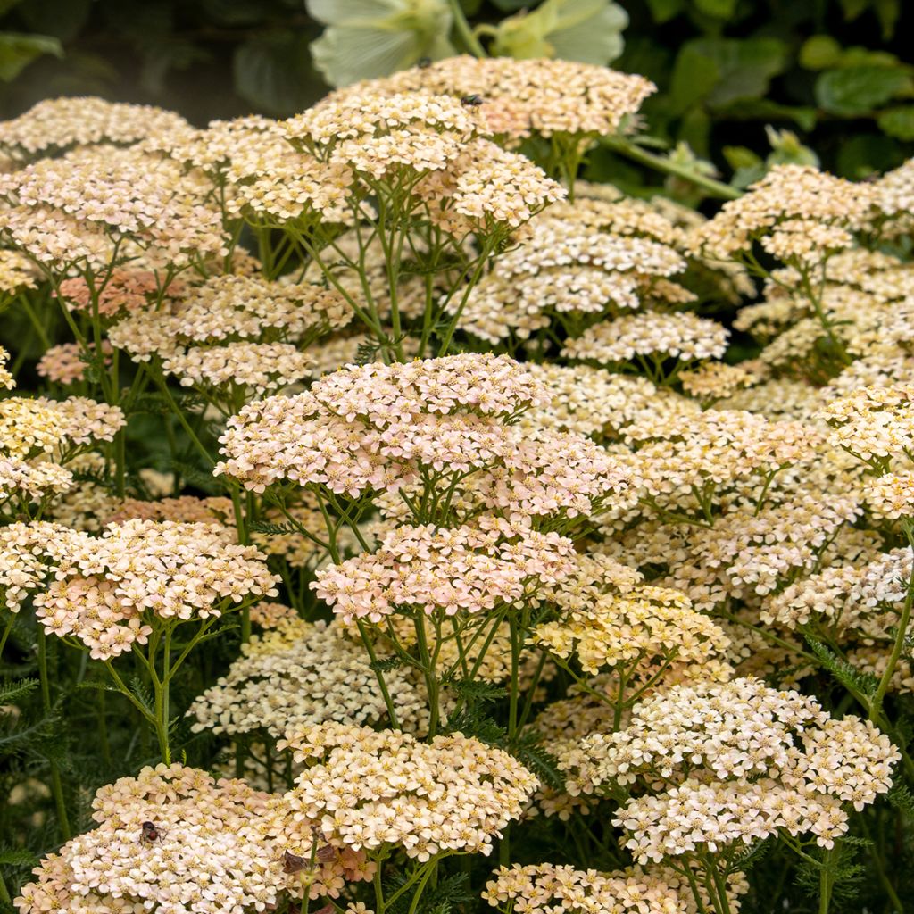 Milenrama Lachsschönheit - Achillea millefolium