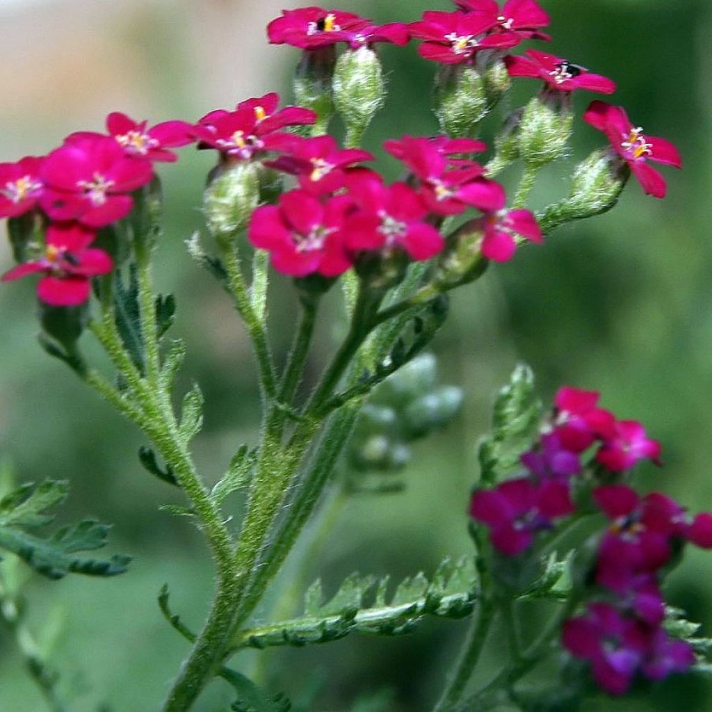 Achillée millefeuille Red Beauty