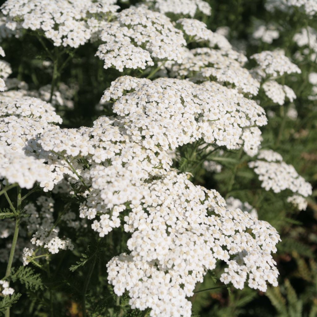 Milenrama Schneetaler - Achillea millefolium