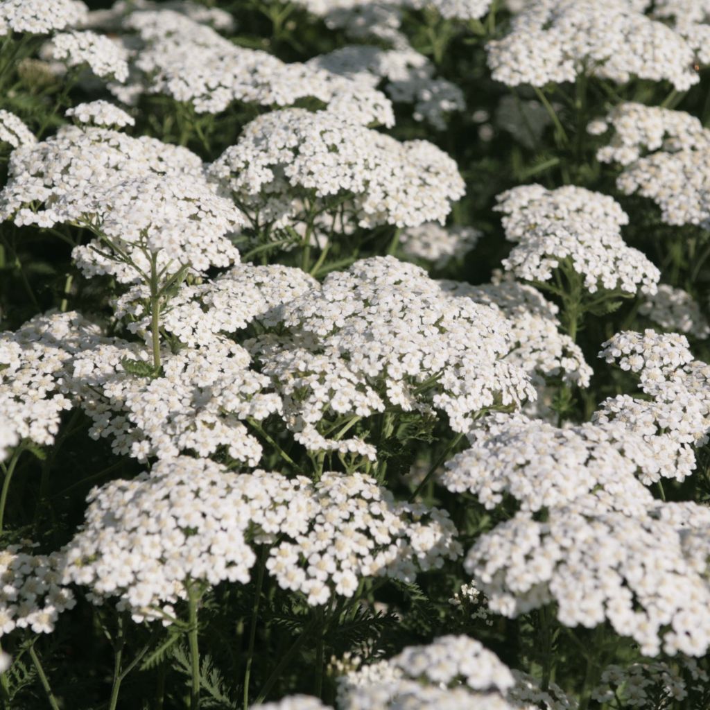 Milenrama Schneetaler - Achillea millefolium