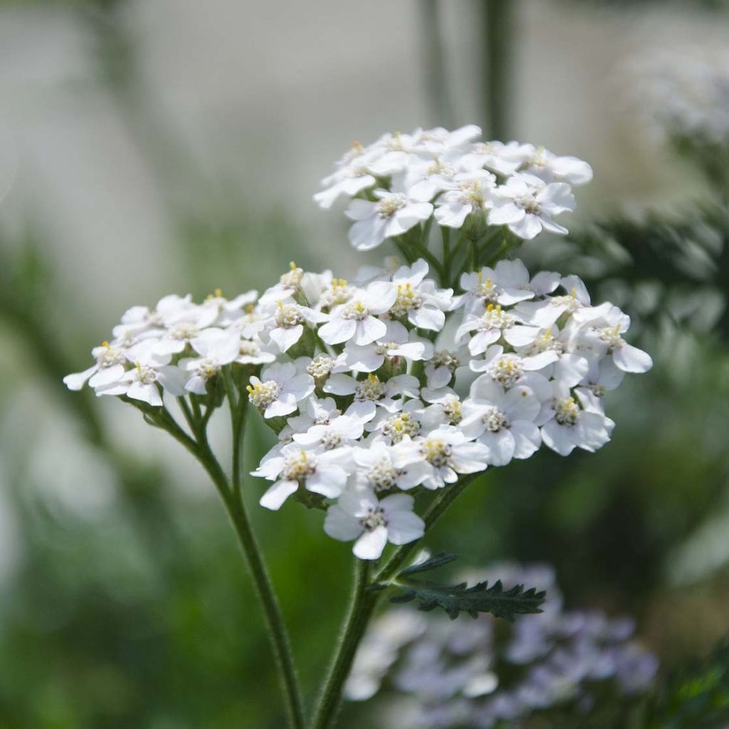 Achillée millefeuille White Beauty