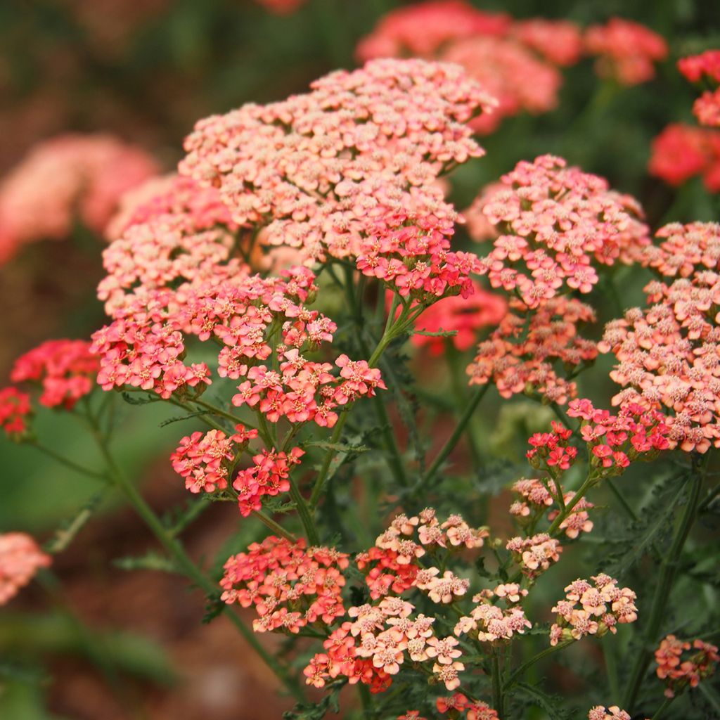 Milenrama Tutti Frutti Apricot Delight - Achillea millefolium