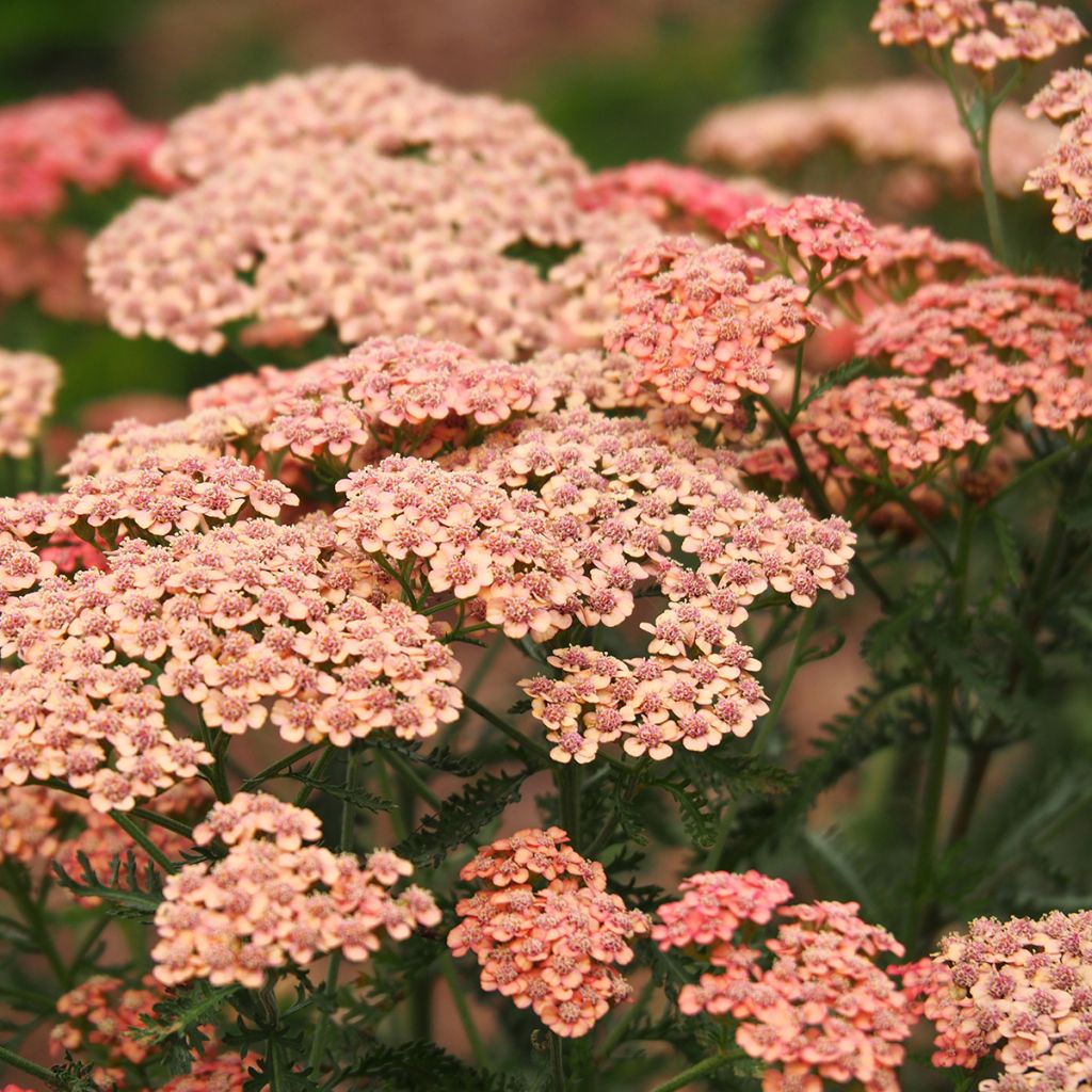 Milenrama Tutti Frutti Apricot Delight - Achillea millefolium