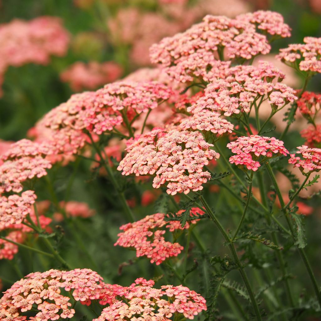 Milenrama Tutti Frutti Apricot Delight - Achillea millefolium