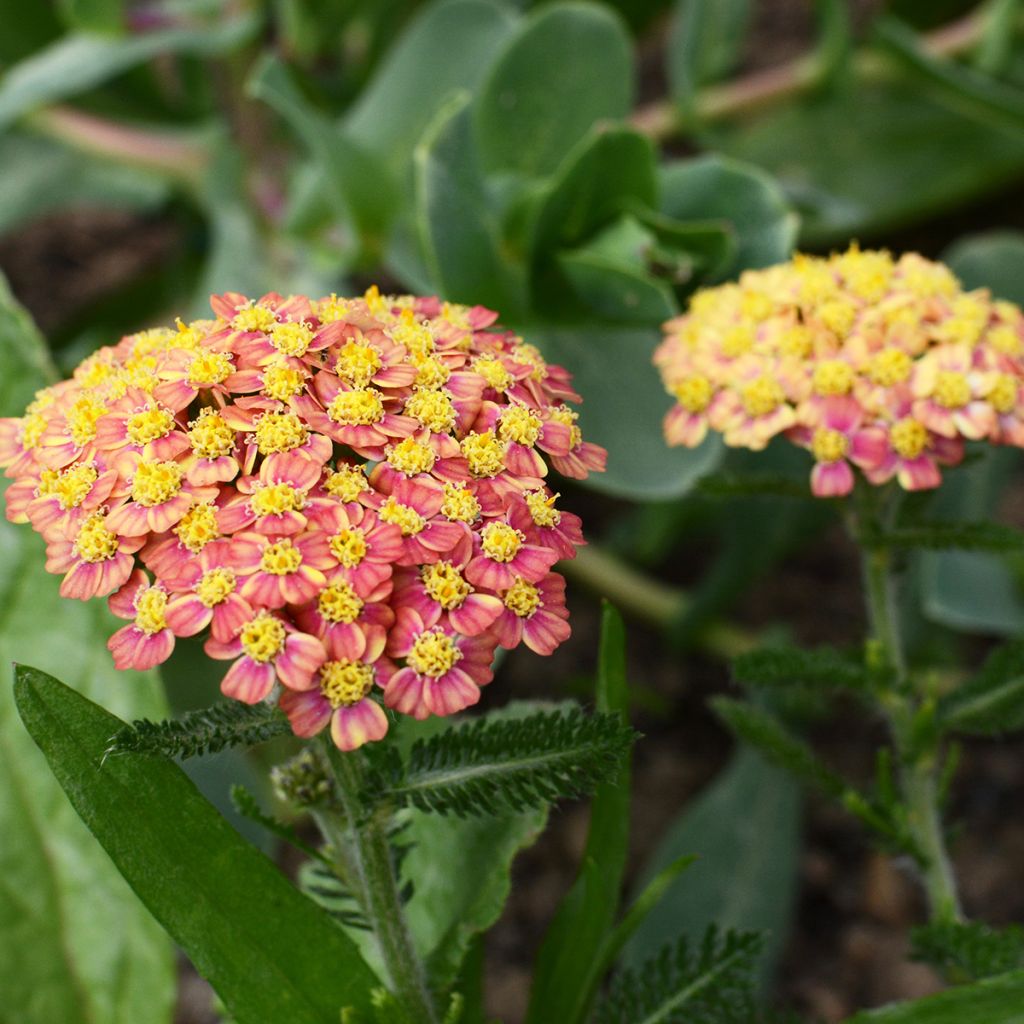 Milenrama Tutti Frutti Apricot Delight - Achillea millefolium