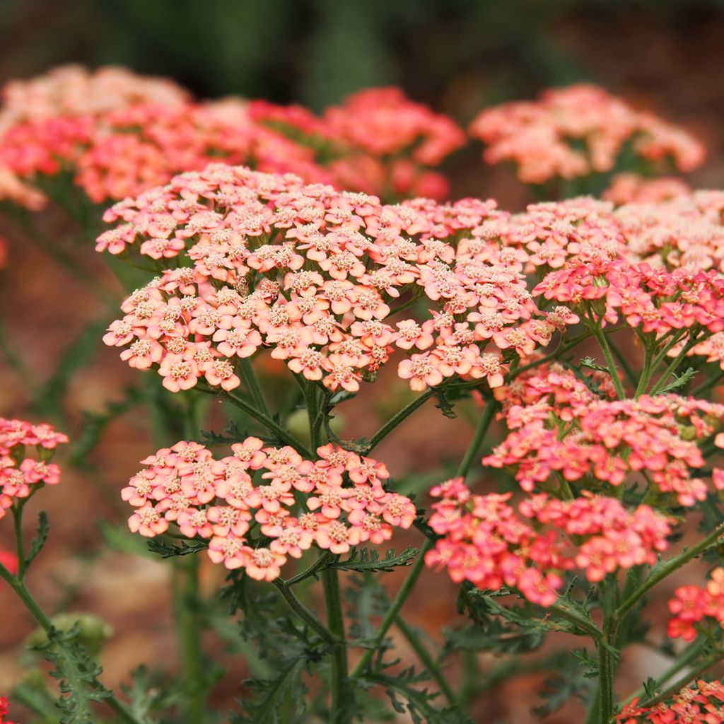 Milenrama Tutti Frutti Apricot Delight - Achillea millefolium