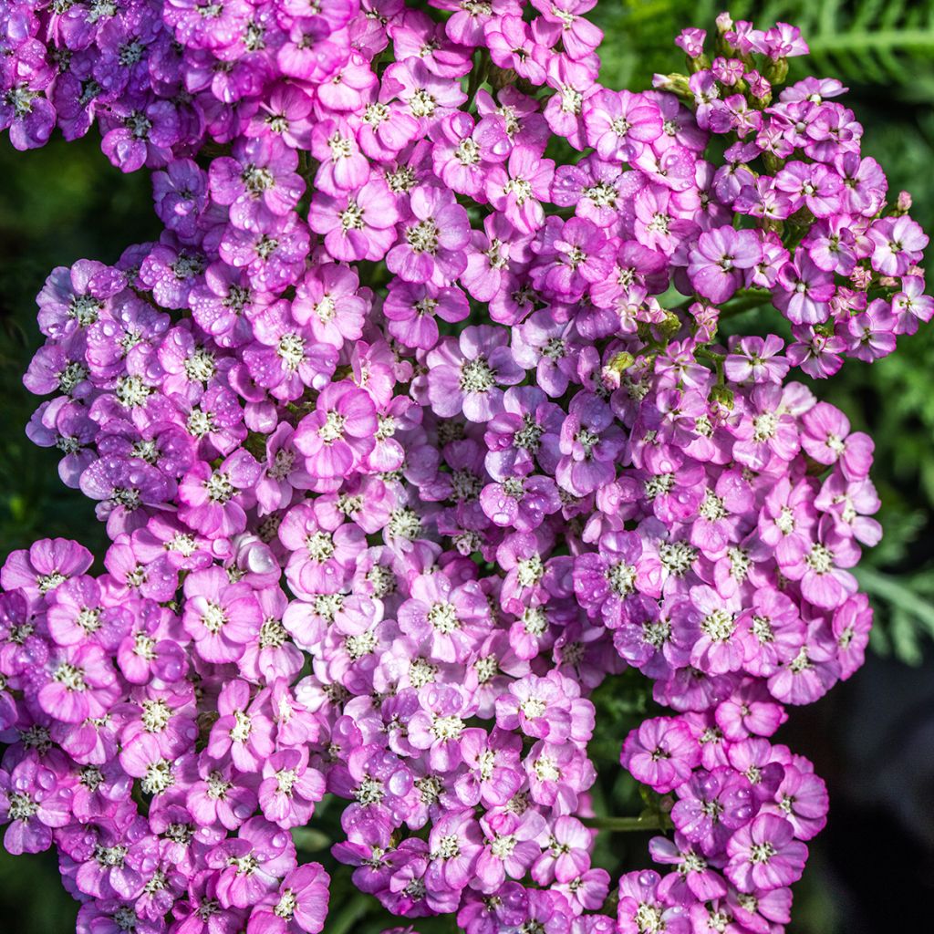 Milenrama Apfelblute - Achillea millefolium