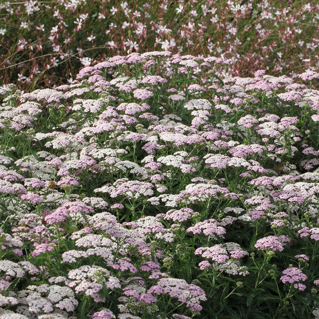 Milenrama Apfelblute - Achillea millefolium