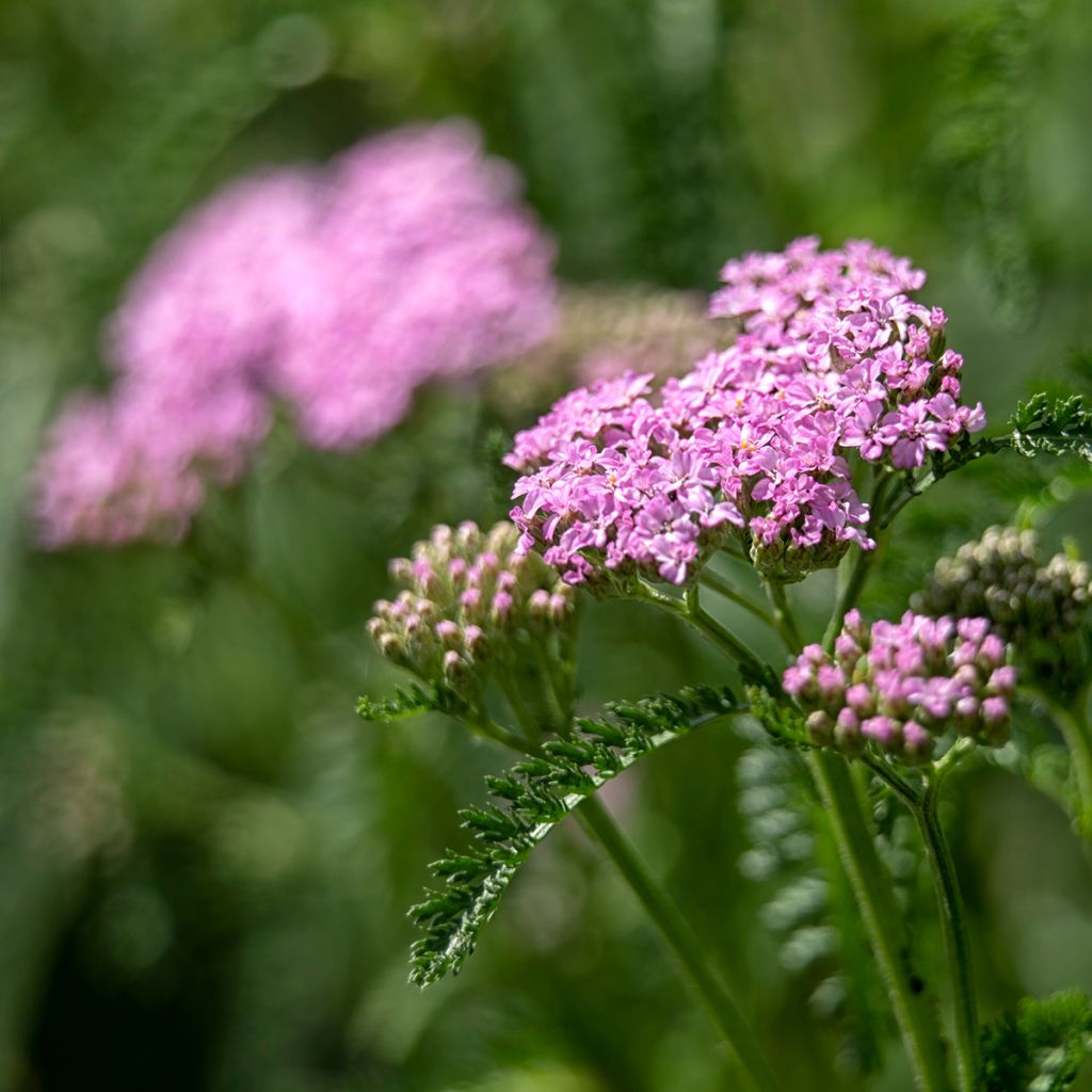 Milenrama Cerise Queen - Achillea millefolium