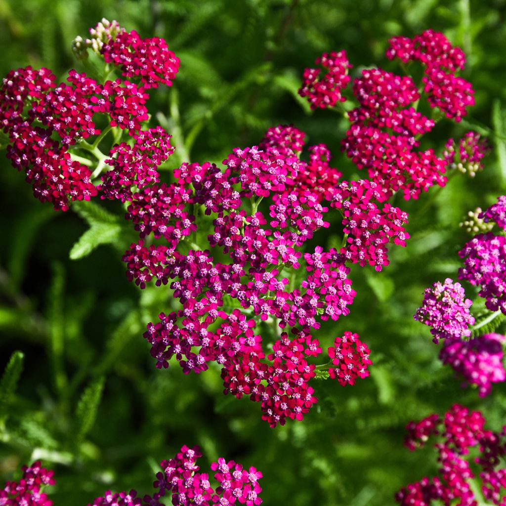 Milenrama Cerise Queen - Achillea millefolium