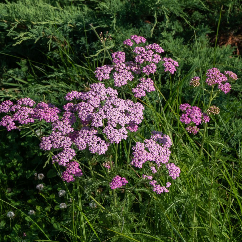 Milenrama Cerise Queen - Achillea millefolium