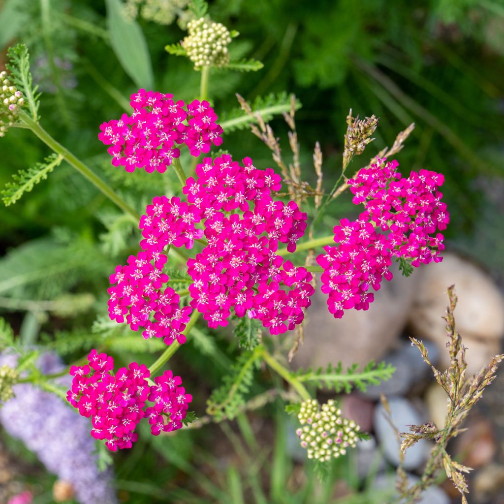 Milenrama Cerise Queen - Achillea millefolium