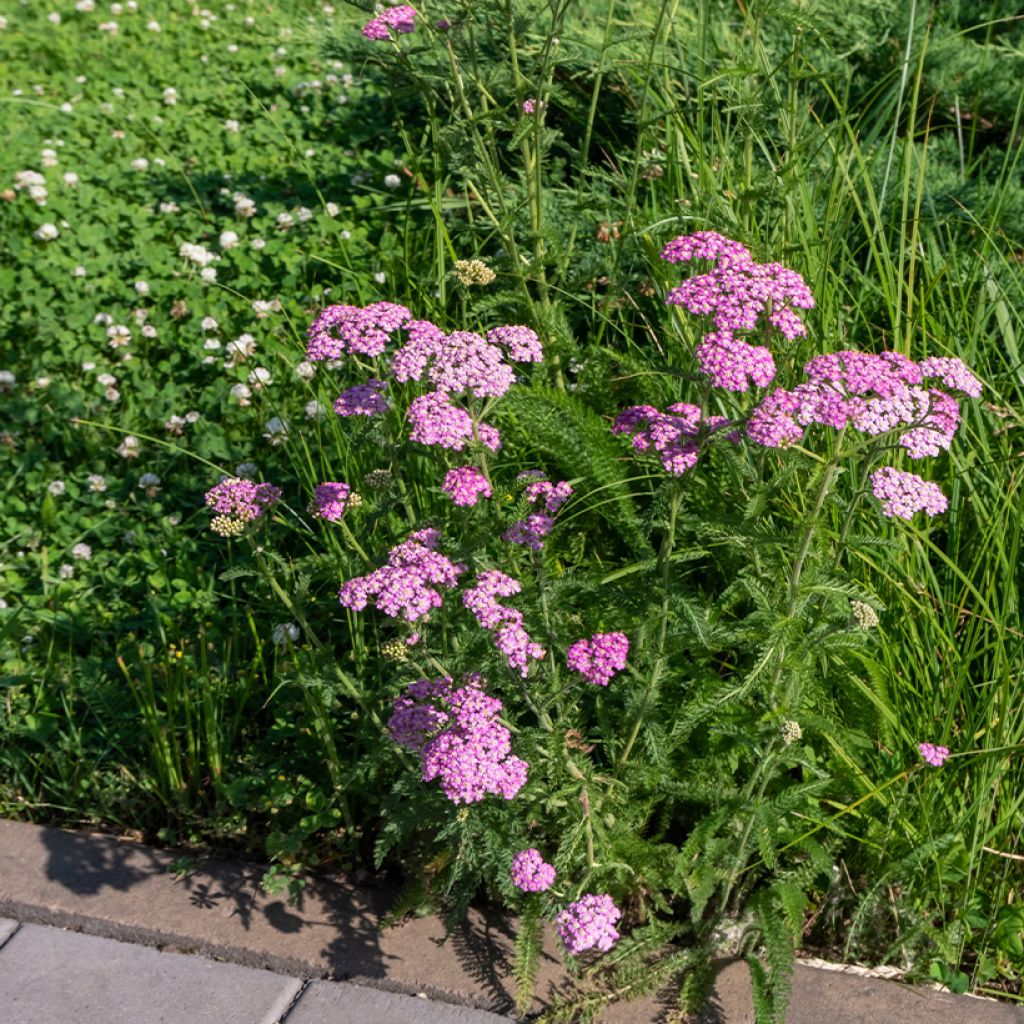 Milenrama Cerise Queen - Achillea millefolium