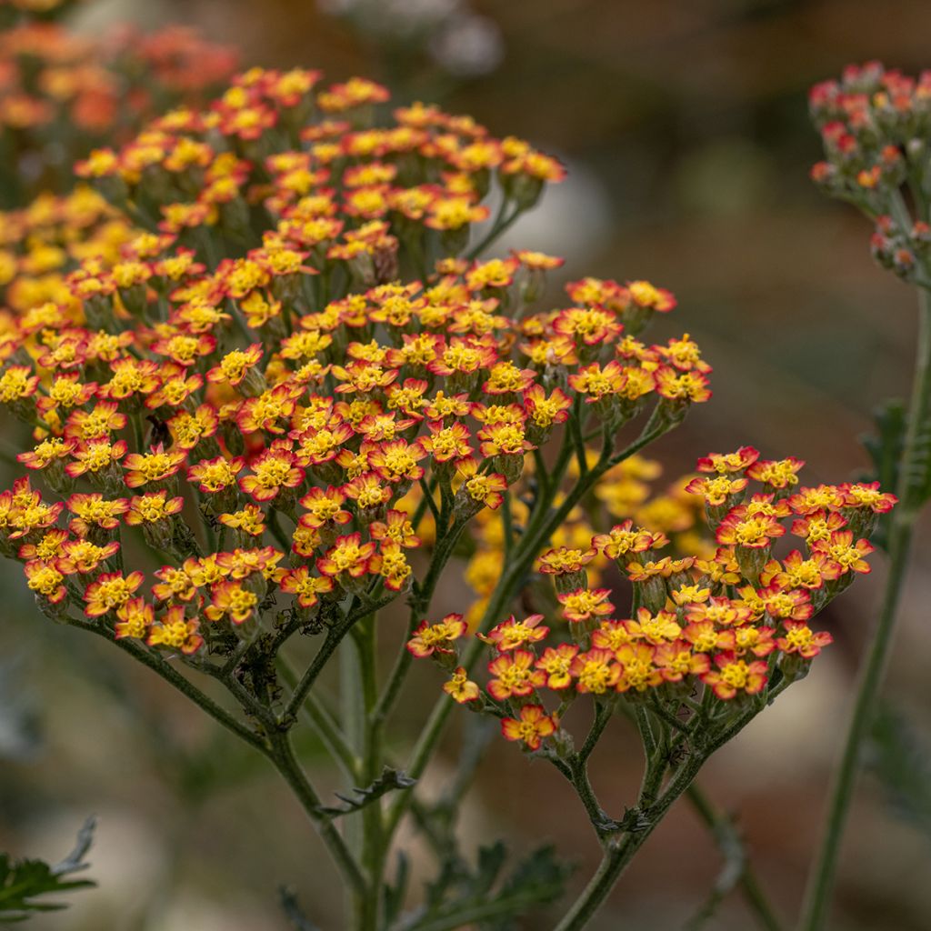 Milenrama Feuerland - Achillea millefolium