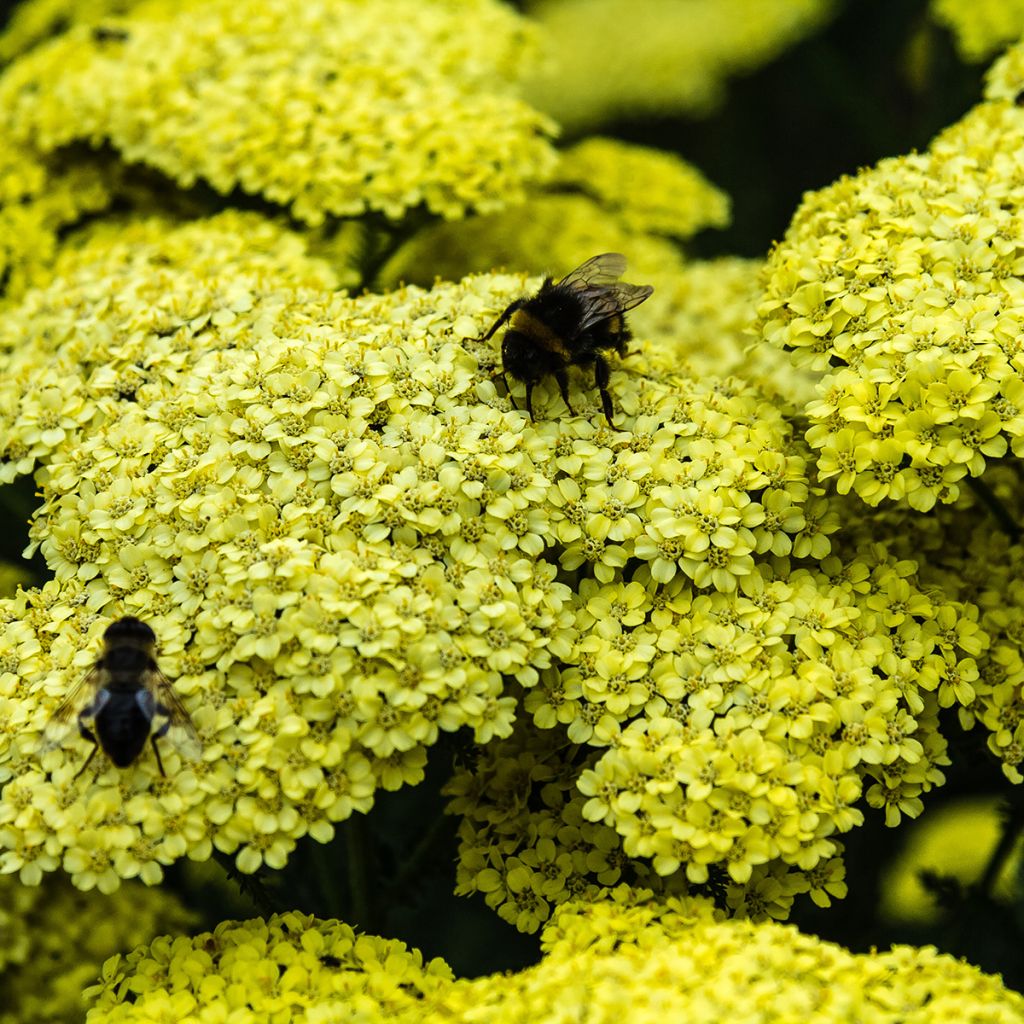 Milenrama Hella Glashoff - Achillea millefolium