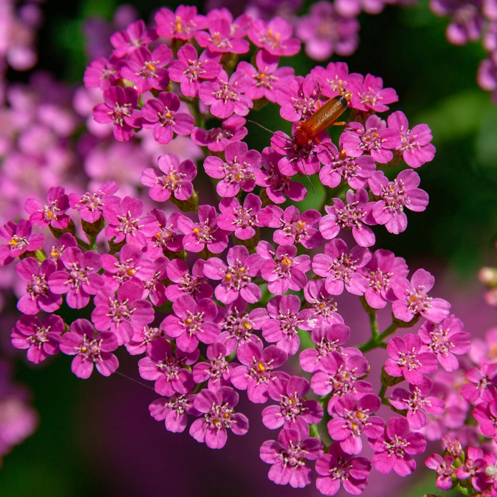 Milenrama Lilac Beauty - Achillea millefolium