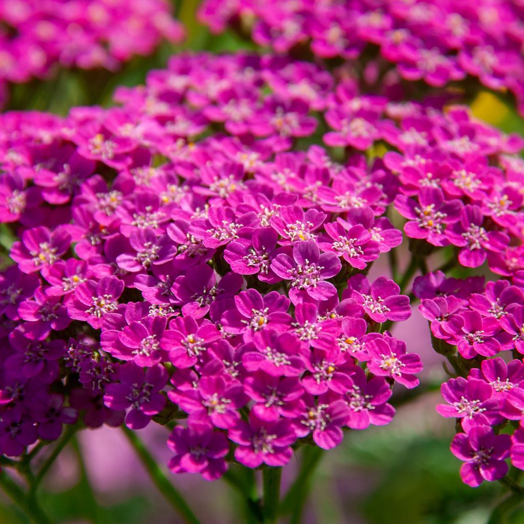 Milenrama Lilac Beauty - Achillea millefolium