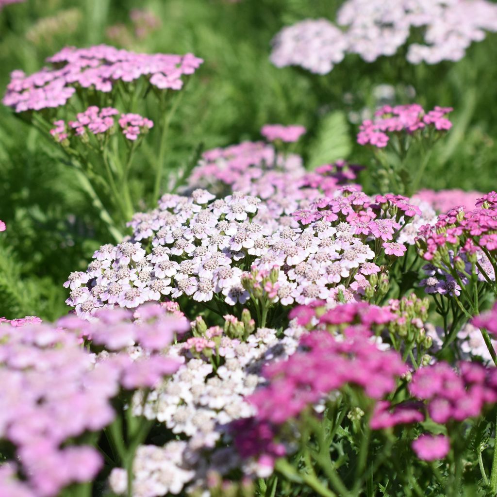 Milenrama Lilac Beauty - Achillea millefolium