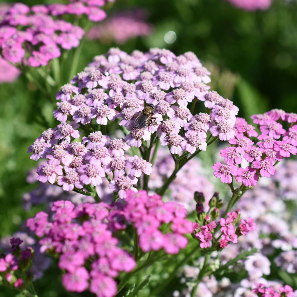 Milenrama Lilac Beauty - Achillea millefolium