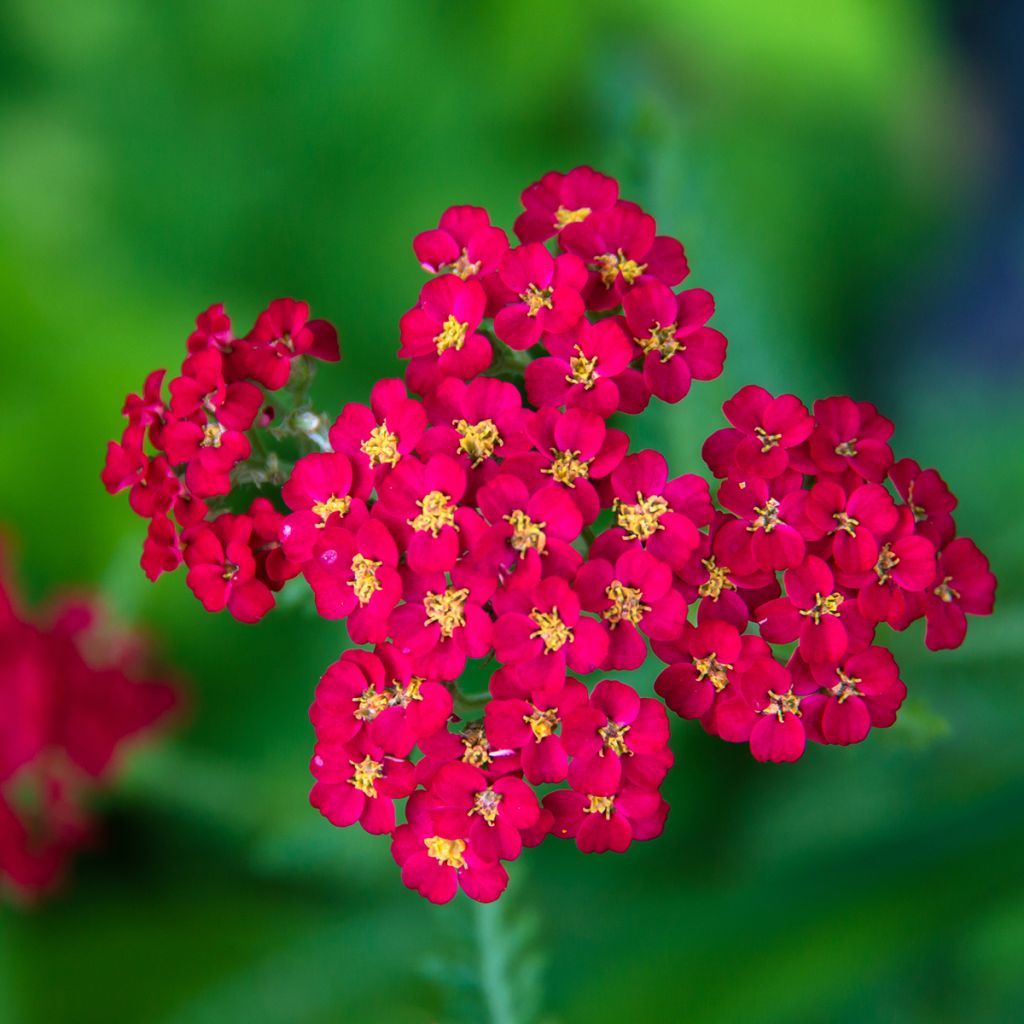 Milenrama Paprika - Achillea millefolium