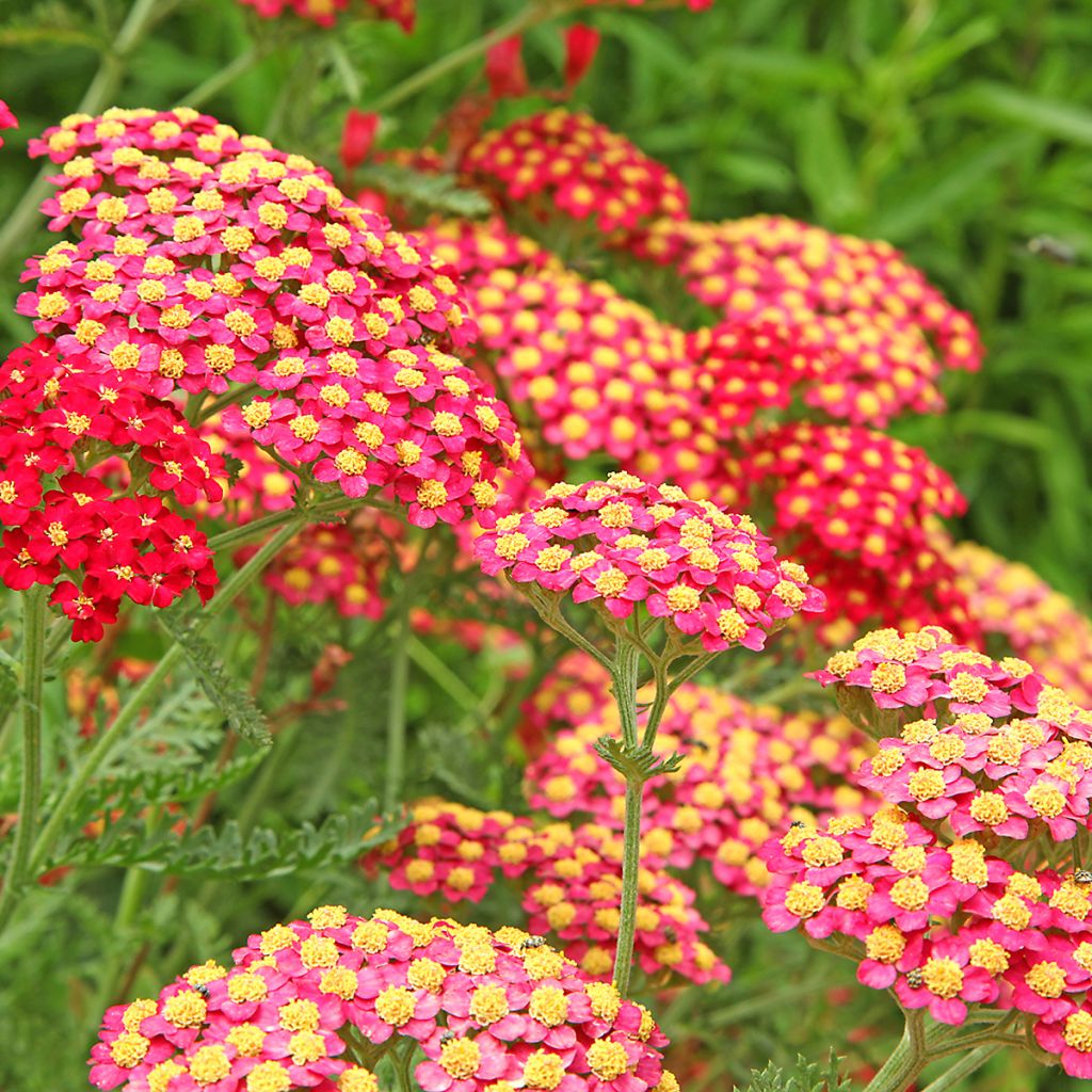 Milenrama Paprika - Achillea millefolium