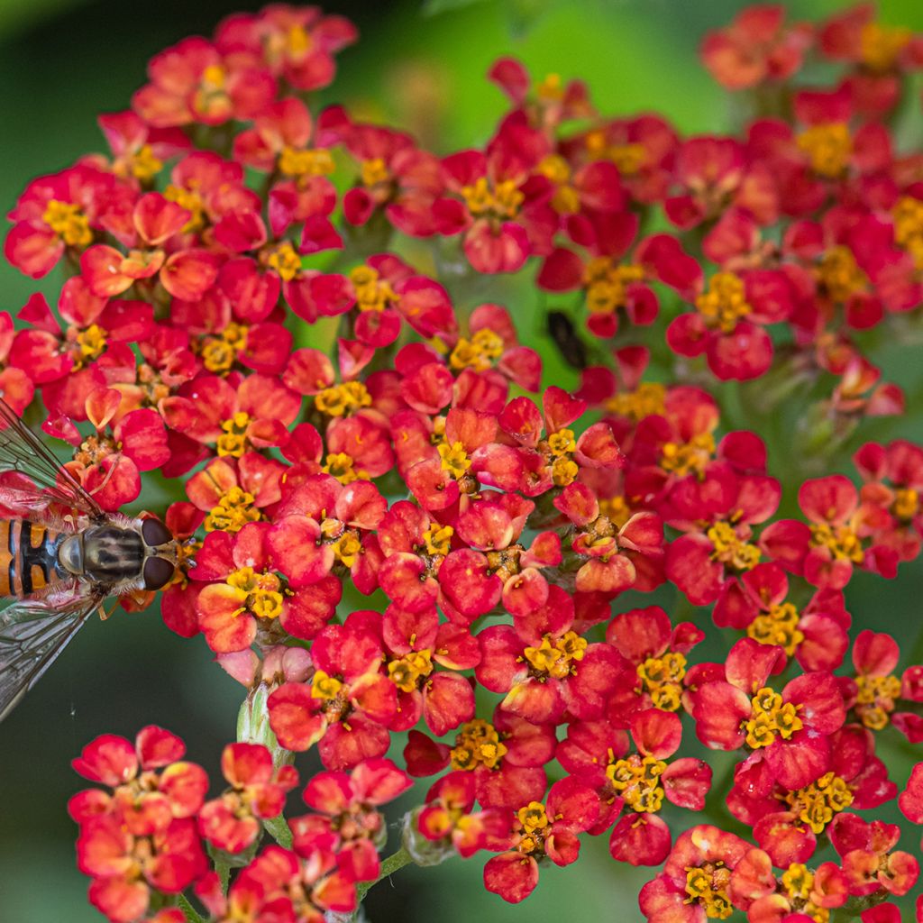 Milenrama Paprika - Achillea millefolium