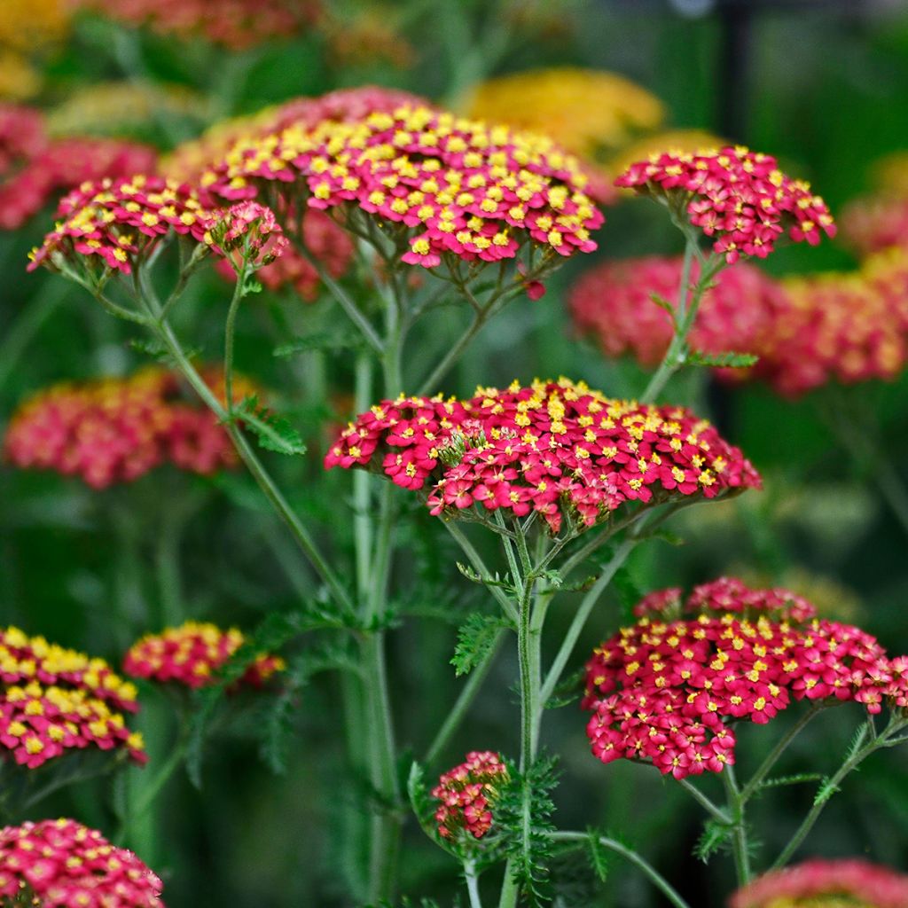 Milenrama Paprika - Achillea millefolium