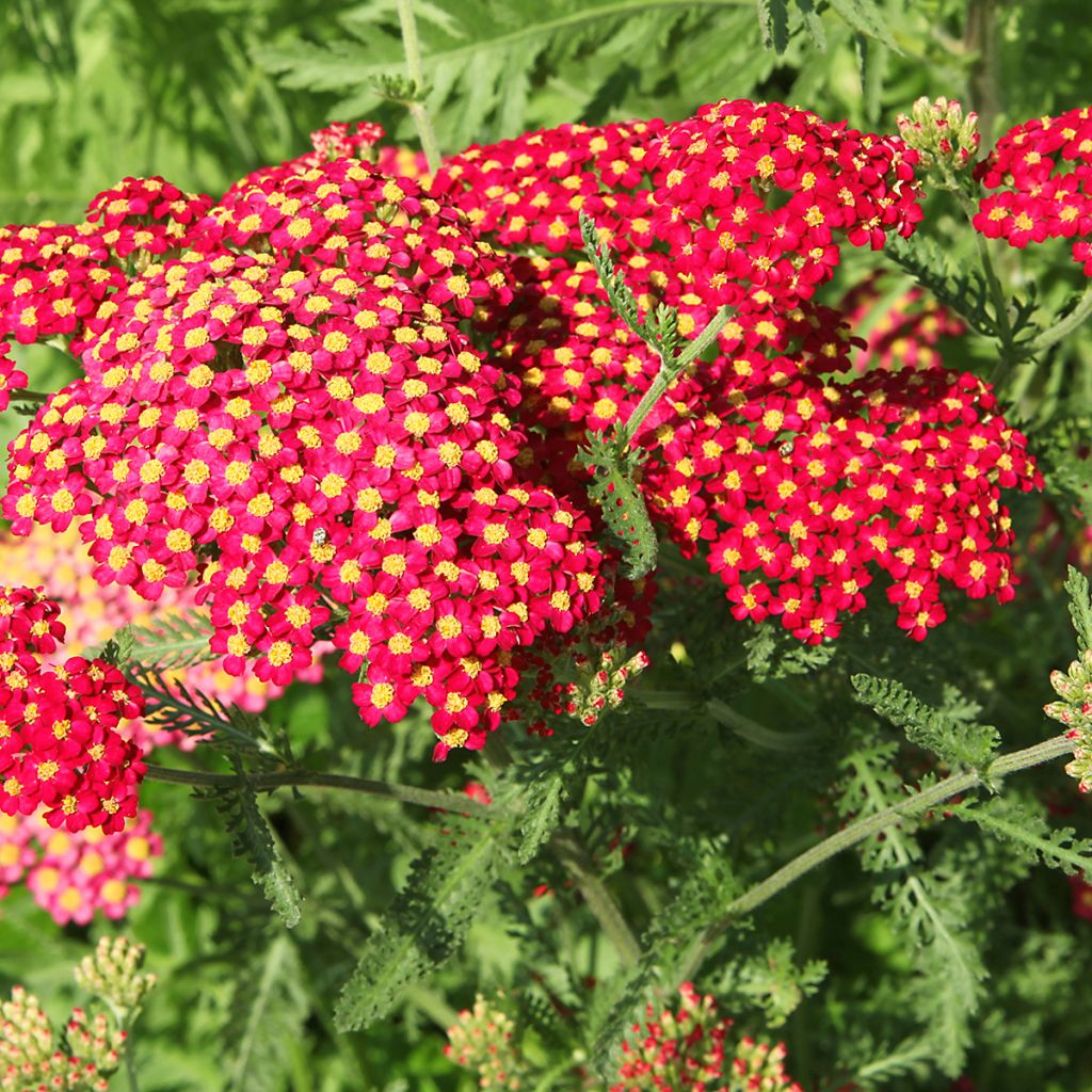 Milenrama Paprika - Achillea millefolium