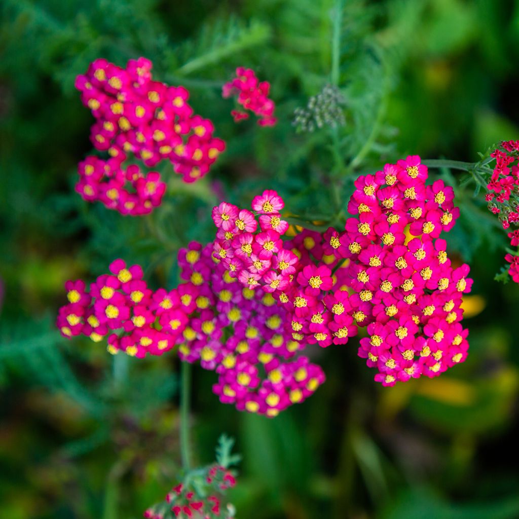 Milenrama Paprika - Achillea millefolium