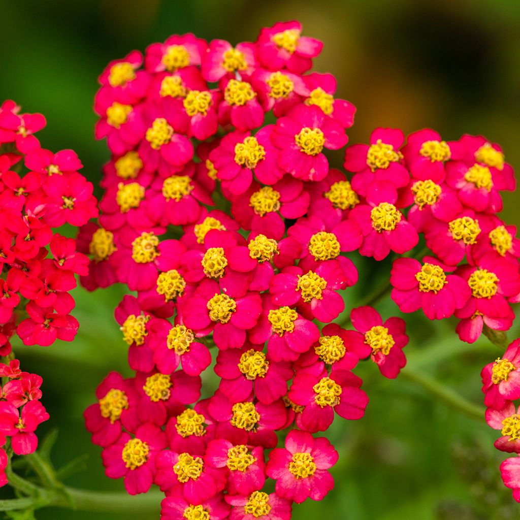 Milenrama Paprika - Achillea millefolium