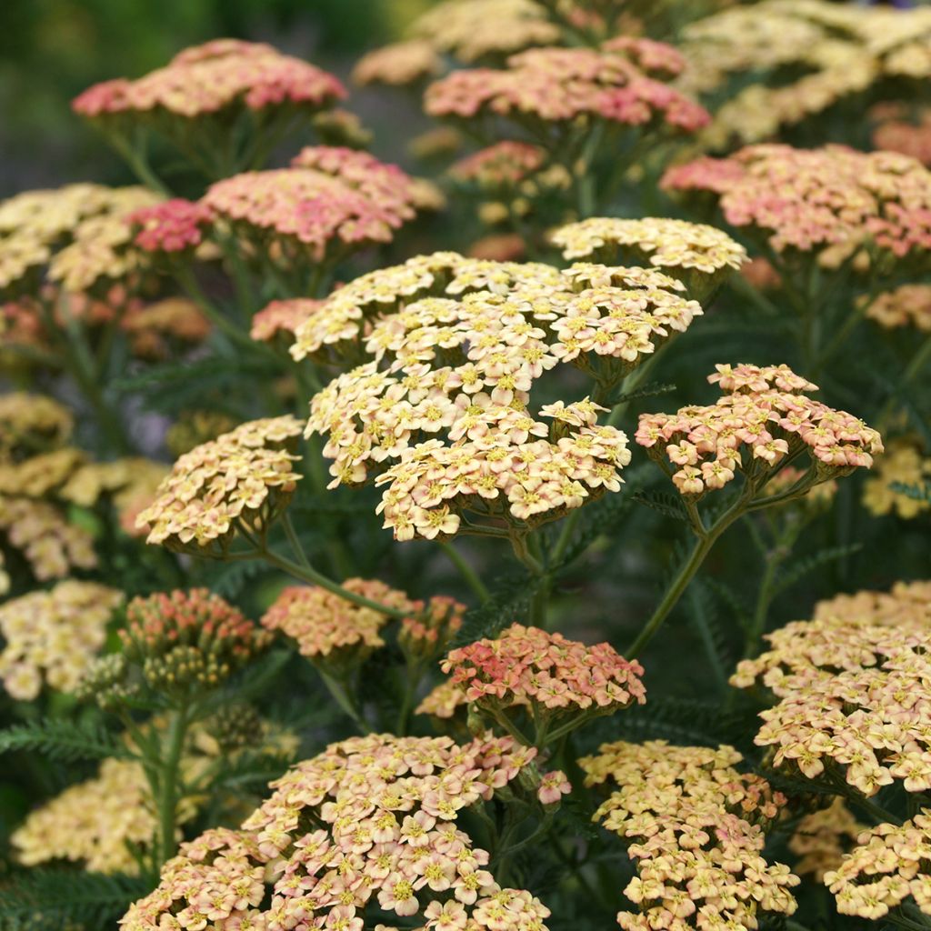 Milenrama Peachy Seduction - Achillea millefolium