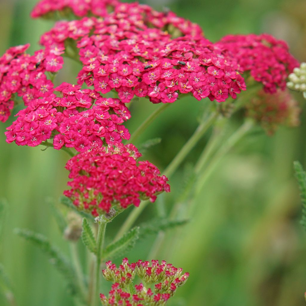 Milenrama Pomegranate - Achillea millefolium