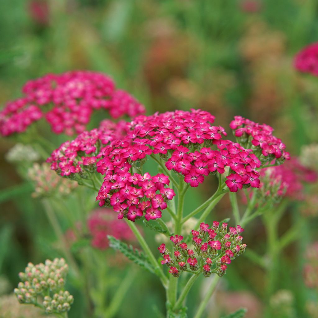 Milenrama Pomegranate - Achillea millefolium