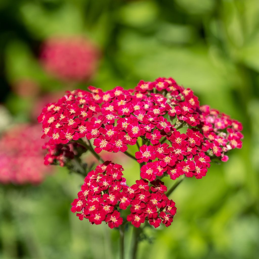 Milenrama Red Velvet - Achillea millefolium