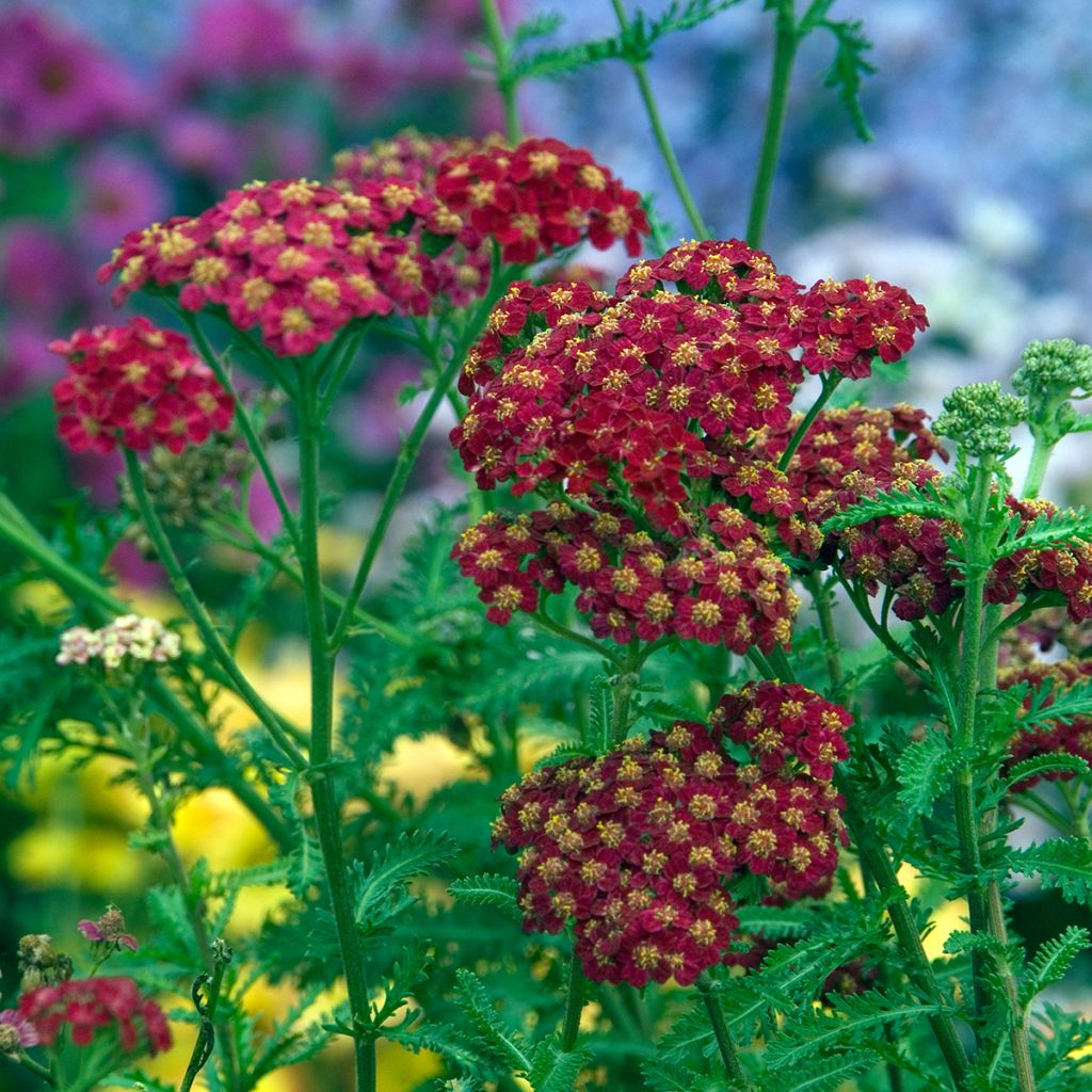 Milenrama Red Velvet - Achillea millefolium