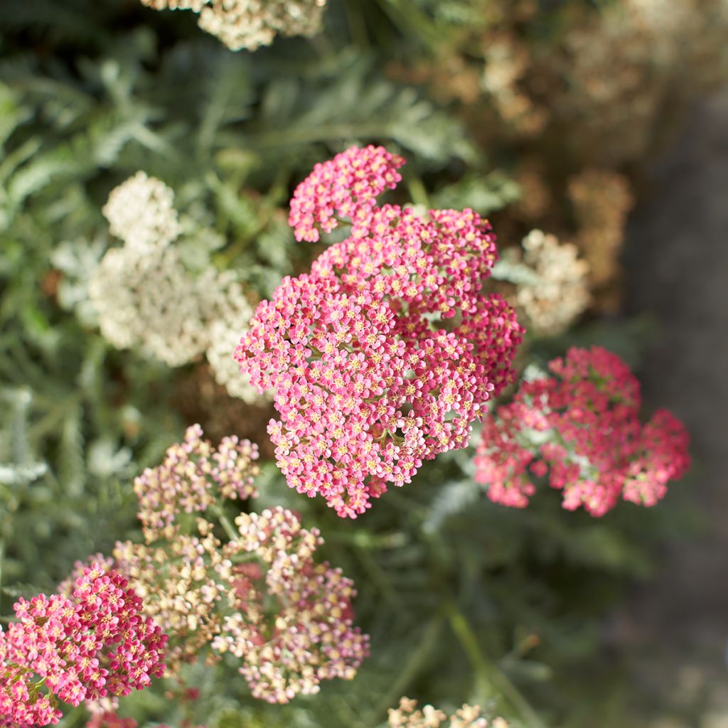 Milenrama Salmon Beauty - Achillea millefolium