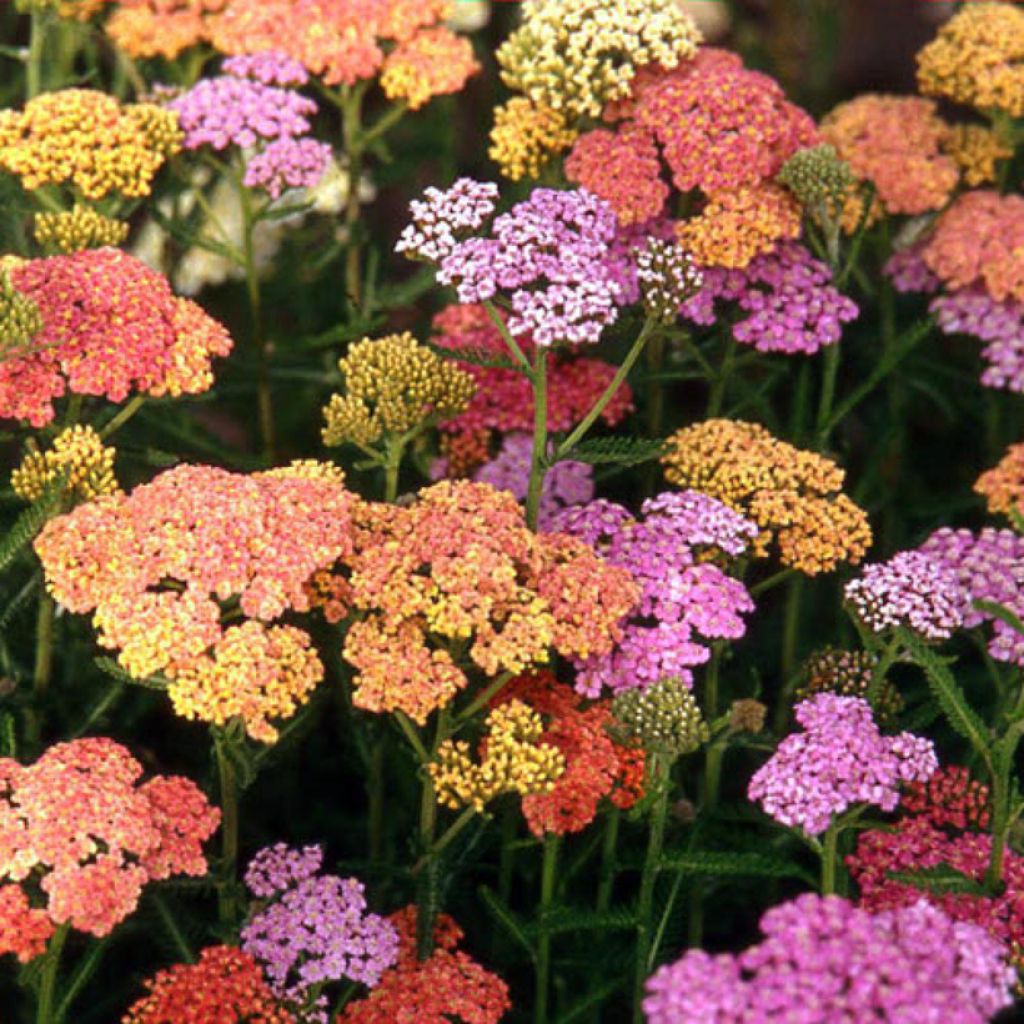 Milenrama Summer Pastel - Achillea millefolium