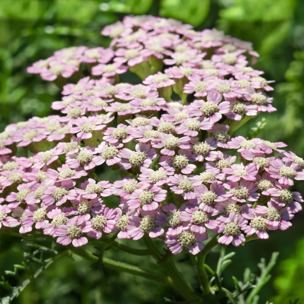 Milenrama Summer Pastel - Achillea millefolium