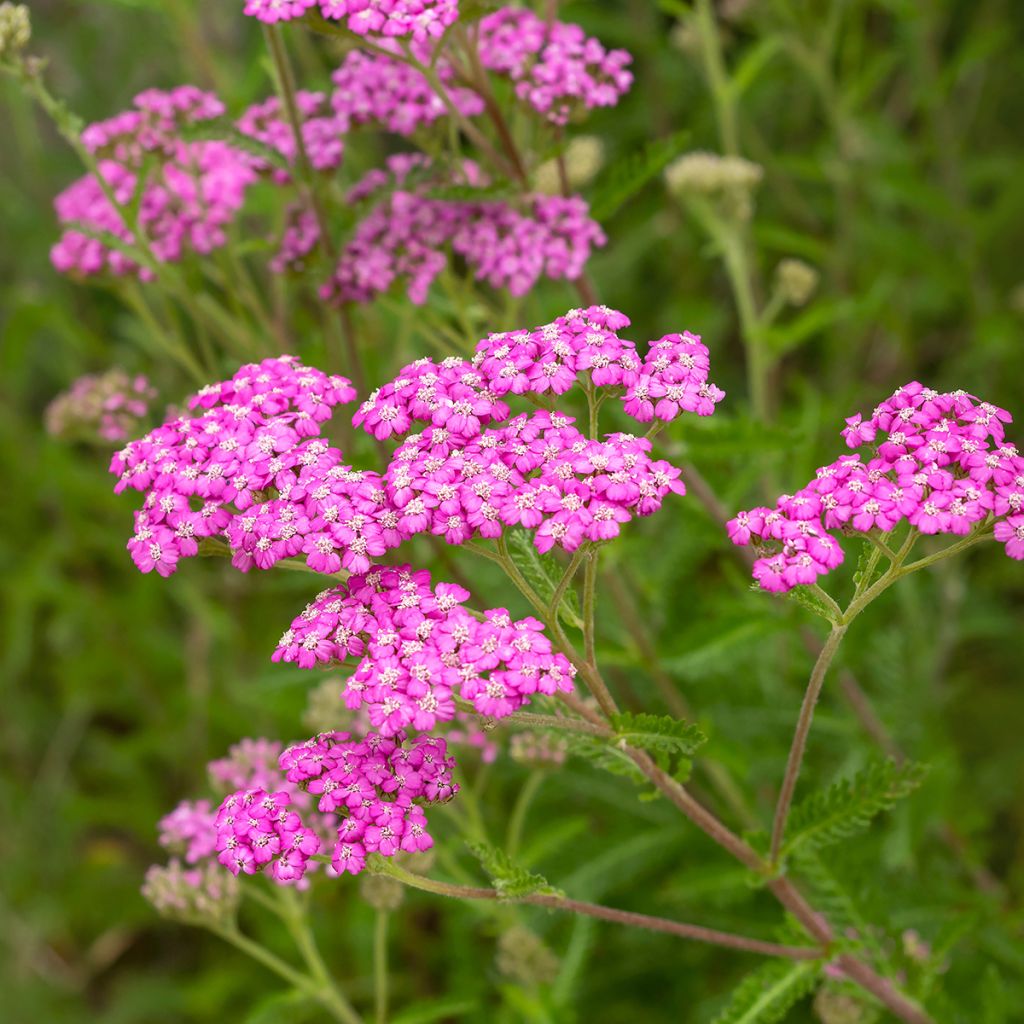 Milenrama Summer Pastel - Achillea millefolium