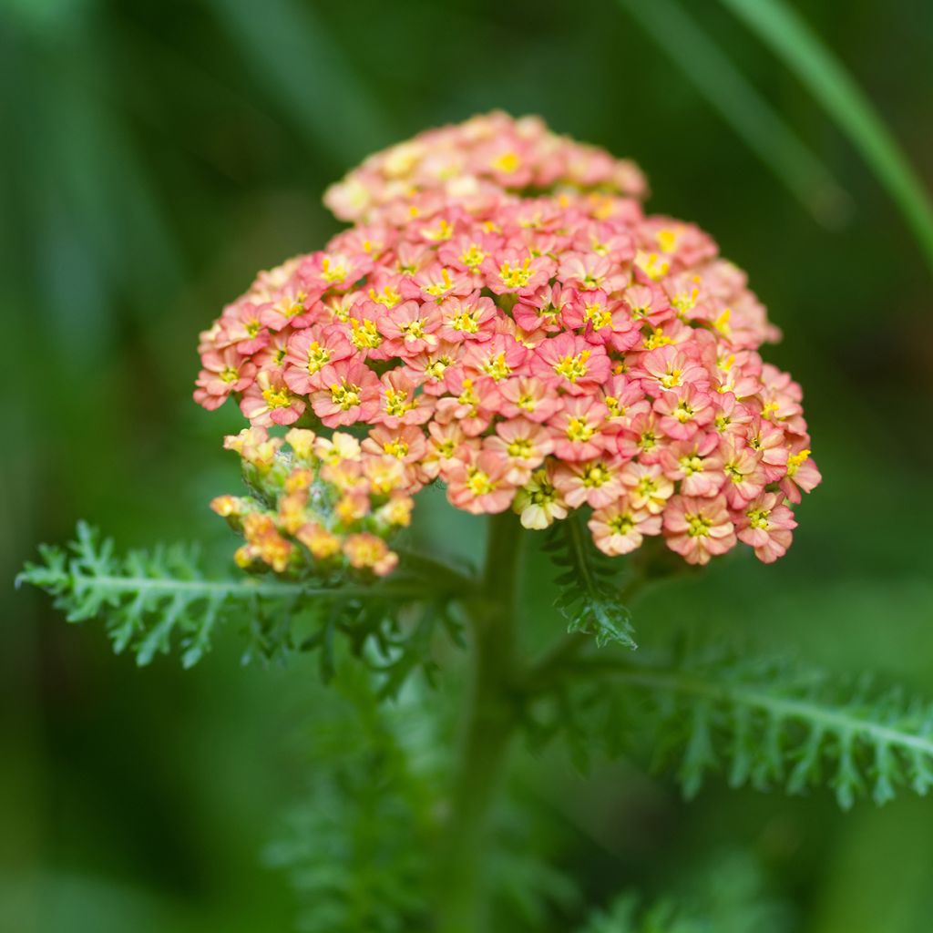 Milenrama Summer Pastel - Achillea millefolium