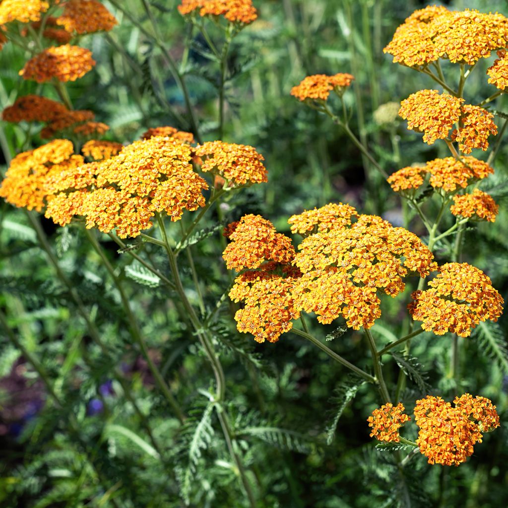 Milenrama Terracotta - Achillea millefolium