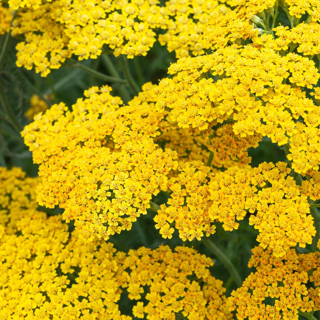 Milenrama Terracotta - Achillea millefolium