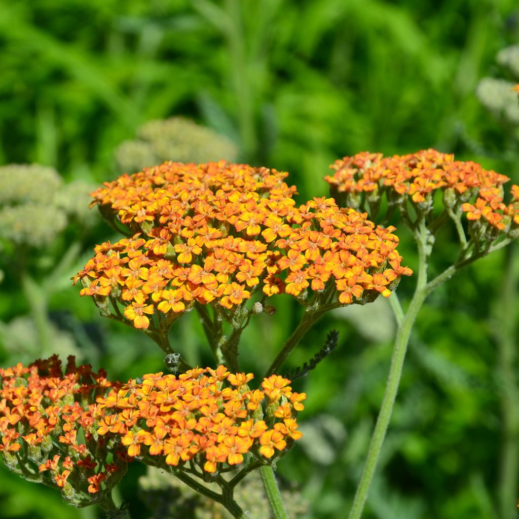 Milenrama Terracotta - Achillea millefolium