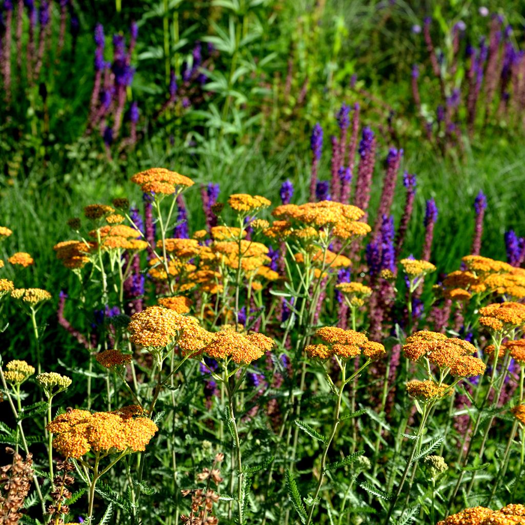 Milenrama Terracotta - Achillea millefolium