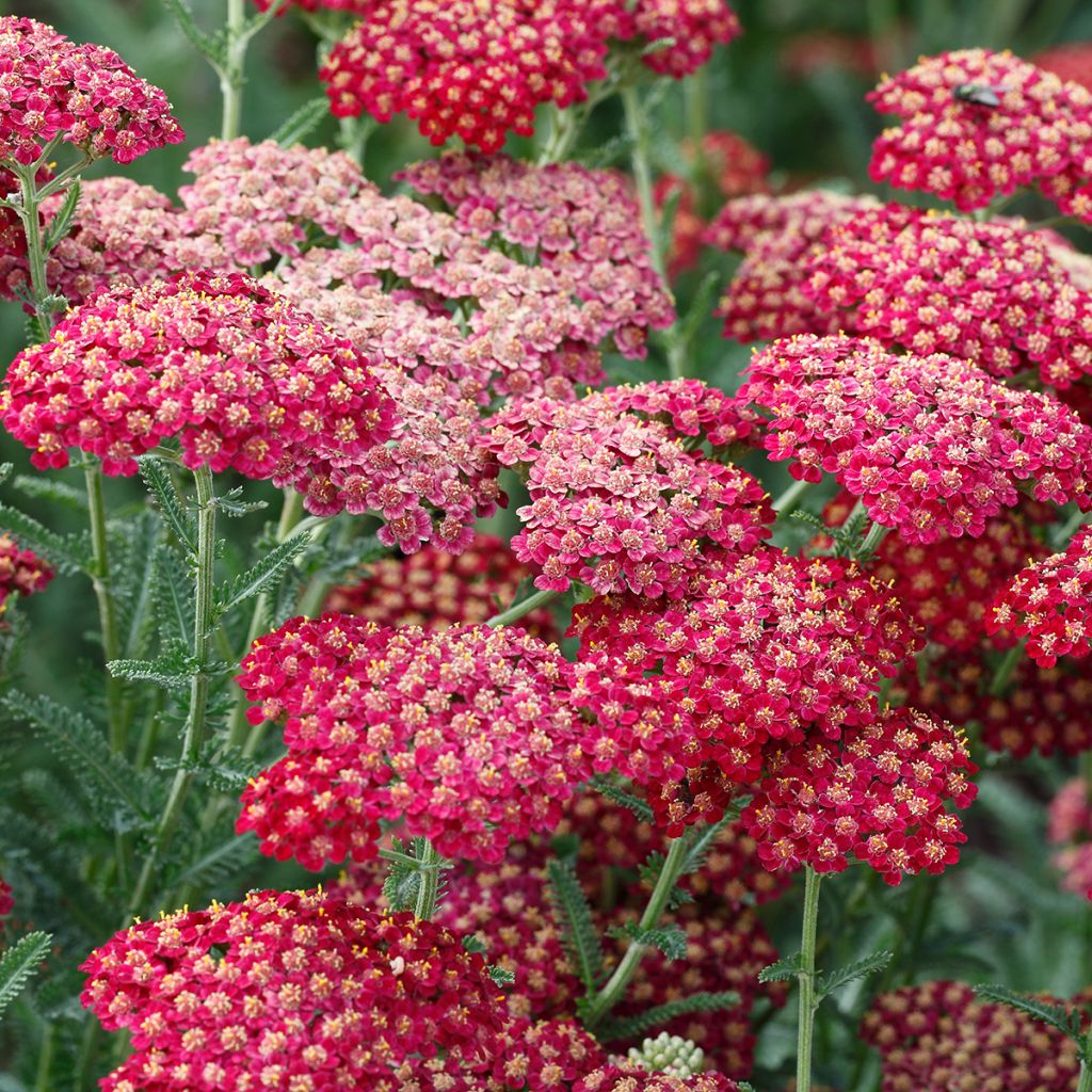 Milenrama The Beacon - Achillea millefolium