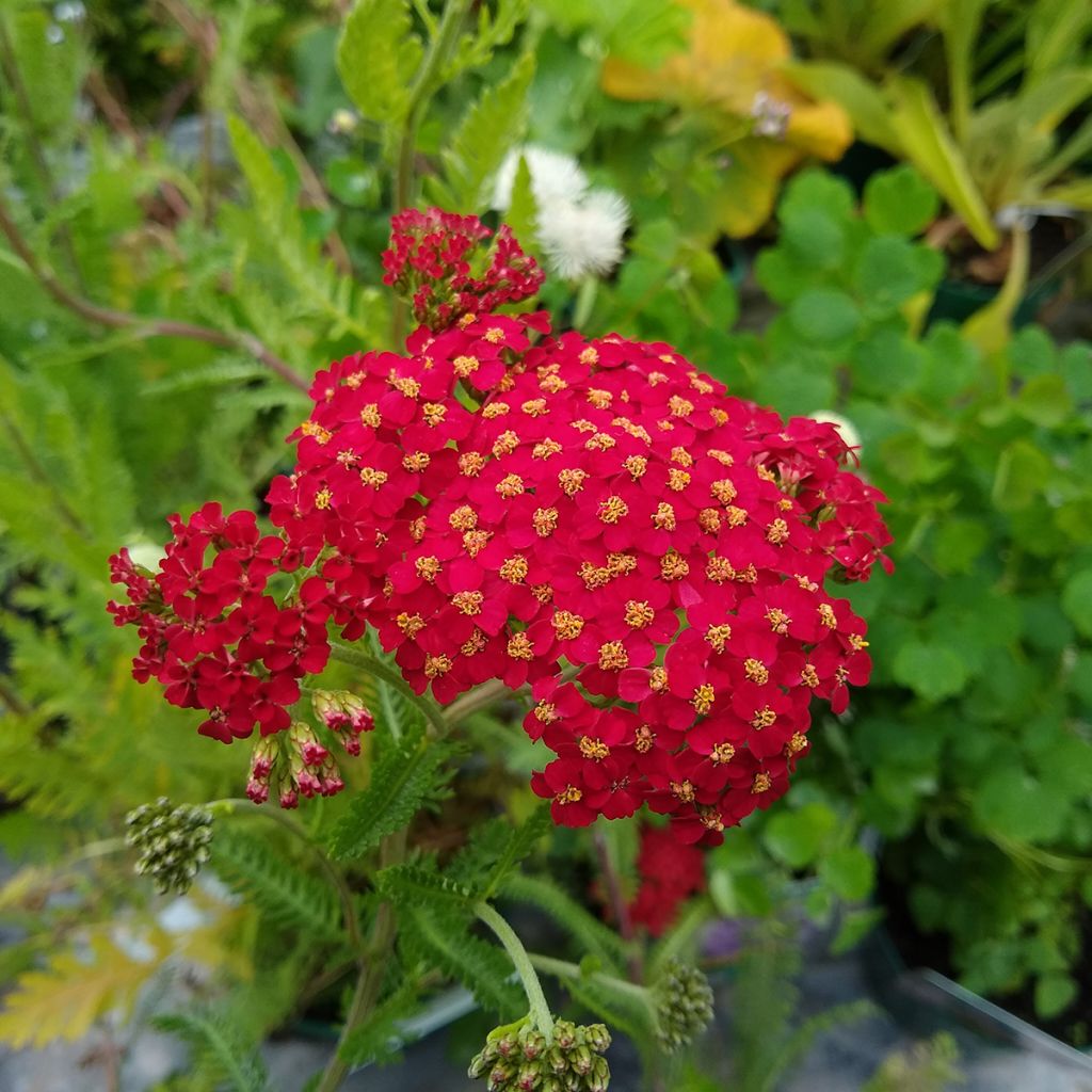 Milenrama The Beacon - Achillea millefolium