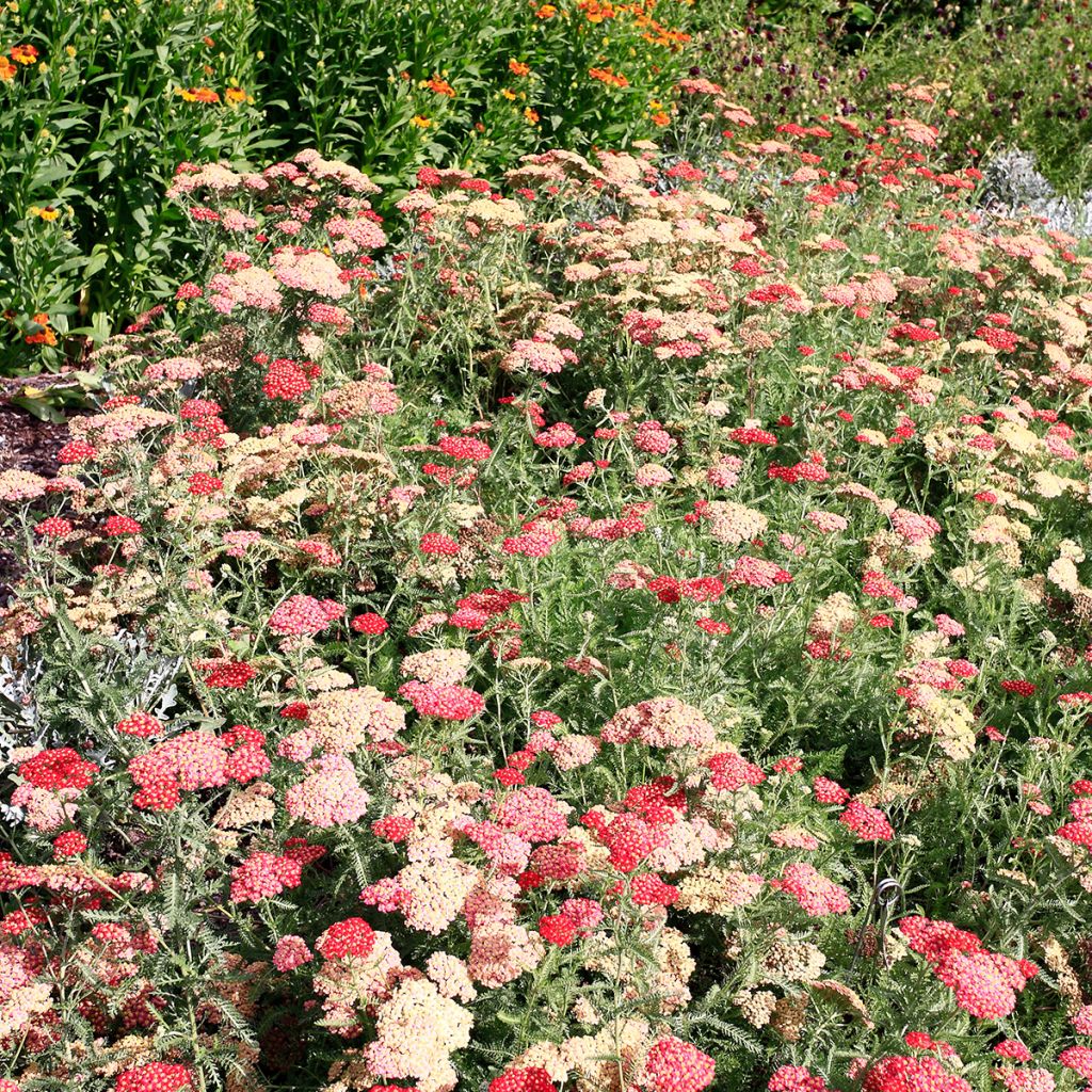 Milenrama The Beacon - Achillea millefolium