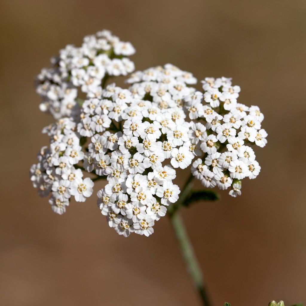 Achillea odorata - Artemisa real