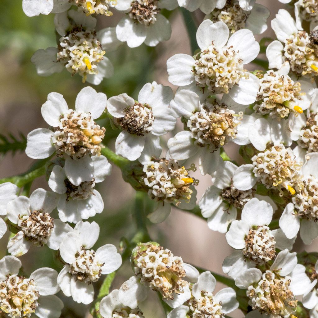 Achillea odorata - Artemisa real