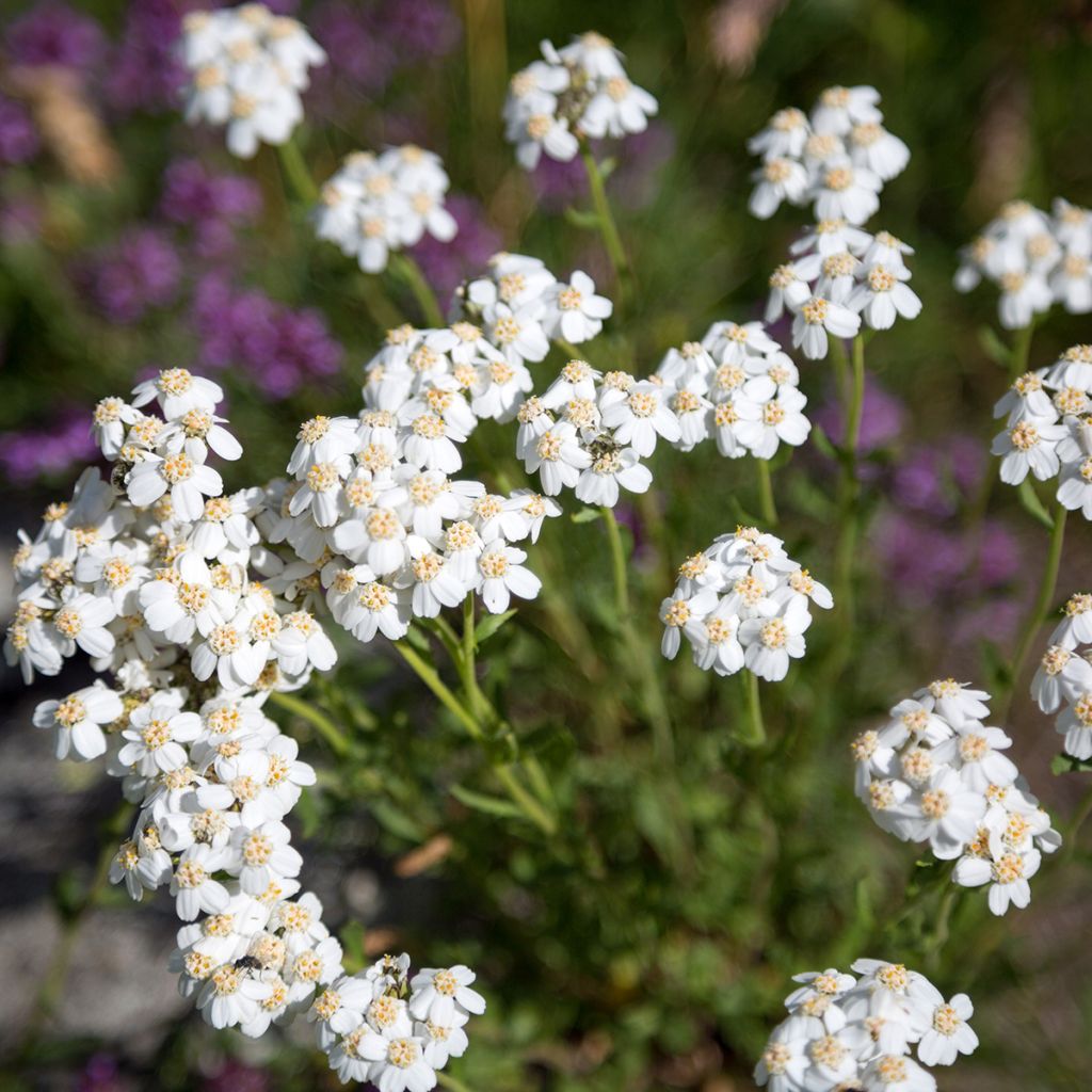 Achillea odorata - Artemisa real